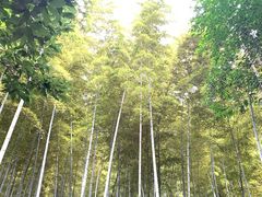 -上海佘山国家森林公园天马山园