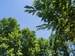 -苏沪老鸿兴城市饭堂(肇嘉浜路店)