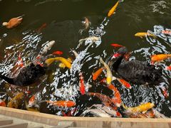 -南宫五洲植物乐园