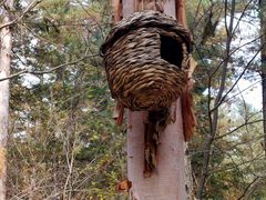 -五营红松林海景区