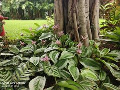 -深圳国际园林花卉博览园