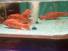 -阿伟海鲜楼·福建菜(延寿店)