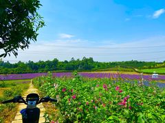 -紫颐香薰山谷景区