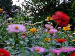 -上海共青森林公园