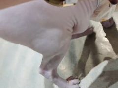 -藏猫猫咖啡主题馆(中央大道店)