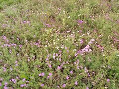 -汉长安城未央宫国家考古遗址公园