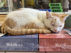-猫的天空之城概念书店(丽江古城饮玉巷店)