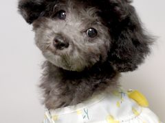 -翊宠yipet猫狗购宠庄园犬舍•猫舍