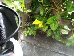 -呀诺达热带雨林