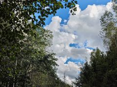 -五营红松林海景区