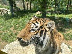 -栾川竹海野生动物园