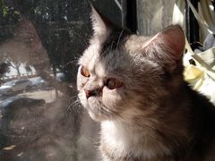 -more than meow吴止猫主题餐厅(承德 中船汇店)