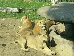 -北京野生动物园