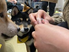 -逗柴咖啡屋·狗咖猫咖宠物桌游