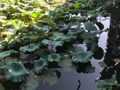 -军山湖云水间水上餐厅(进贤店)