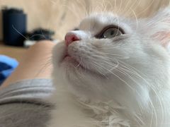 -山宅一喵德文卷毛猫舍