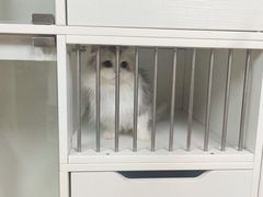 -十月米努特矮脚猫舍