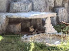 -青藏高原野生动物园