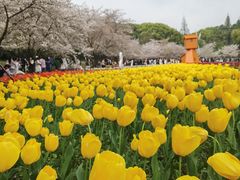 -苏州上方山国家森林公园
