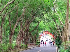 -大屏嶂森林公园