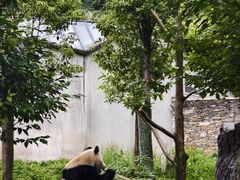 -卧龙中华大熊猫苑神树坪基地