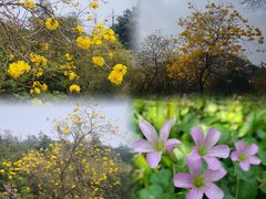 -广州市白云山风景名胜区