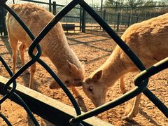 -北京麋鹿生态实验中心