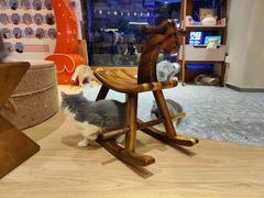 -米乐乖乖猫咪咖啡馆·猫咖(深圳湾后海汇店)