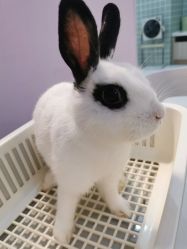 -Moni星球萌宠·小马宝莉·灵蛇·高端高阶全萌宠互动体验俱乐部(红豆国际广场店)