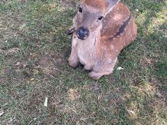 -北京鹿世界主题园