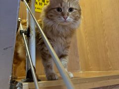 -MOCHA明星猫咖(田子坊店)