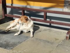 -龙华素斋(龙华路店)