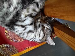 -老北京褡裢火烧·任记