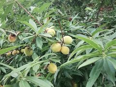 -顺鑫绿色度假村
