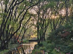 -上海共青森林公园