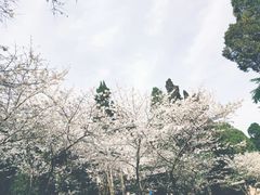 -武汉大学-樱园