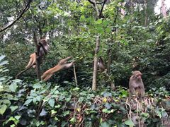 -黔灵山公园