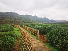 -中国茶叶博物馆(双峰馆区)