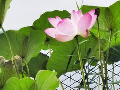 -峨嵋酒家(地安门店)