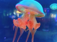 -苏州海洋馆