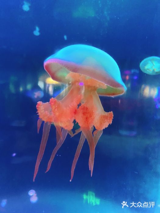 苏州海洋馆图片