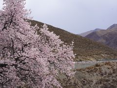 -羊卓雍措
