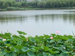 -燕郊植物园