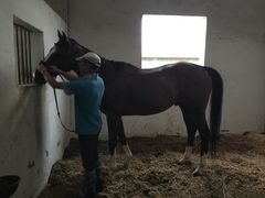 -松声马术俱乐部