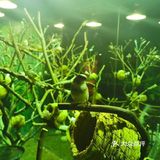 超可爱萌宠互动仅需138元