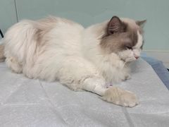 -达爱动物医院·犬猫分区·CT·复杂眼科(远洋山水分院)