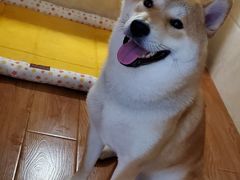 -汪说喵讲宠物乐园宠物酒店(红星美凯龙店)