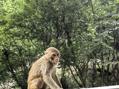 -黔灵山公园