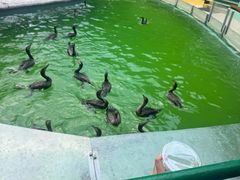 -广州长隆飞鸟乐园
