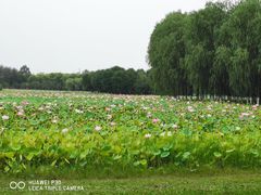 -东郊湿地公园